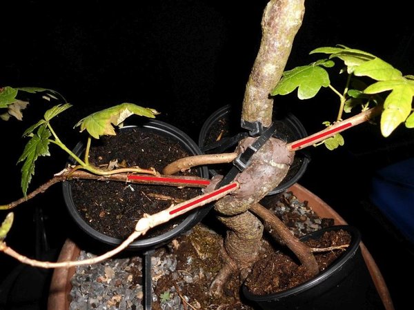Neue Äste rot markiert