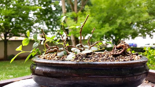 20170605_123409.jpg