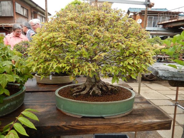 Zelkova serrata aus dem Garte Hamano