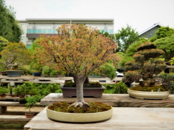 Zelkova serrata aus dem Garten Takeyama
