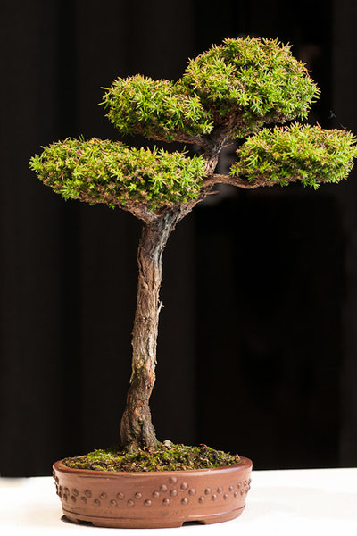 uhingen-2012-shohin-cryptomeria-japonica.jpg