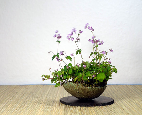 Zwerg-Wiesenraute Thalictrum kiusianum -<br />mit einem besonderen Gruß an Holger :-)
