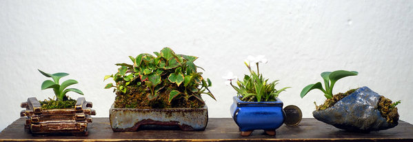 zwei Hosta 'Blue Mouse Ears' - Schalen: Nadine (Aliena) und Tschechien<br />Eidechsenschwanz Houttuynia - Schale: Erwin Grzesinski<br />Grassternchen Rhodohypoxis - einfaches China-Schälchen
