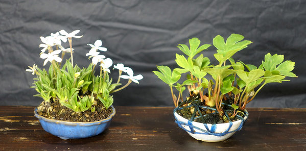 Grassternchen Rhodohypoxis und Ahornblatt Mukdenia<br />Schalen: unbekannt und GrünTon