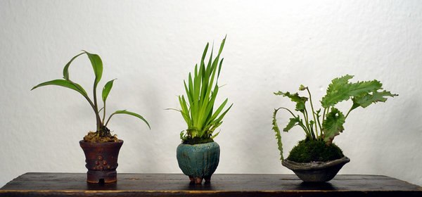 kleine Orchidee<br />Gelbe Binsenlilie Sisyrinchium californicum<br />Hirschzungenfarn mit Kräuselrand<br />Schalen: Dana Skodova, Petra K, Bigei