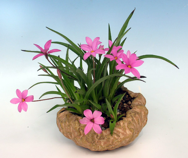 "Hebron Cerise"