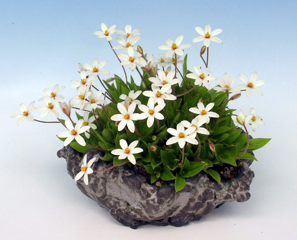 Rhodohypoxis baurii X Hypoxis parvula - botanisch interessant, weil ein Gattungs-Hybrid ...