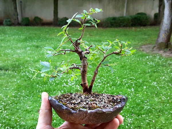 mit Schale 17cm hoch