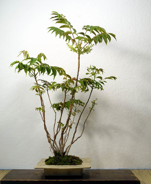 Essigbaum Rhus succedana mit Blütenständen