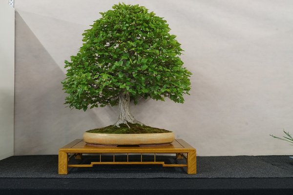 2017-06-03 Hallein, Carpinus coreana, Clemens Marso.JPG