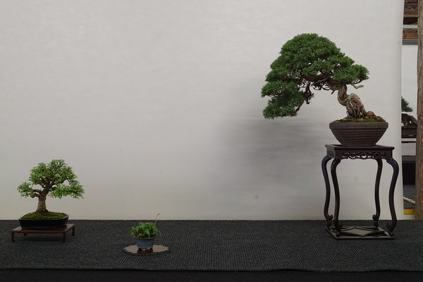 2017-06-03 Hallein, Jasminum nudiflorum - Juniperus chinensis 'Tohoku', Valentin Brose.JPG