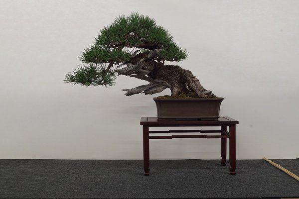 2017-06-03 Hallein, Pinus Mugo, Alfred Salaccione.JPG