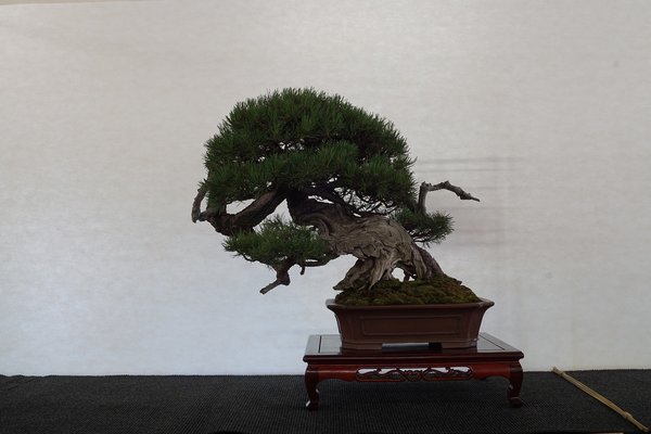 2017-06-03 Hallein, Pinus mugo, Enzo Ferrari.JPG