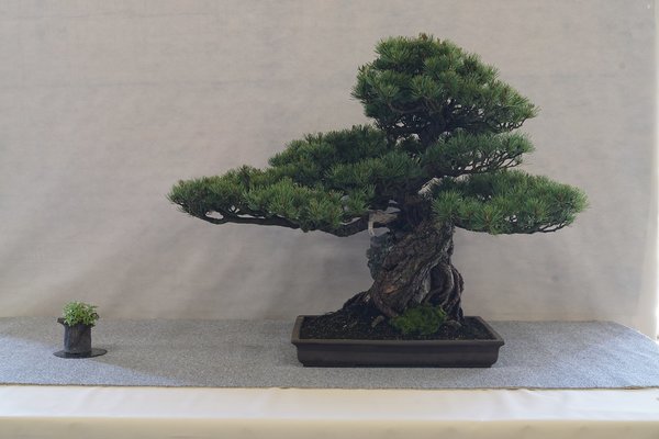 2017-06-03 Hallein, Pinus pentaphylla, Bonsaimuseum Seeboden.JPG