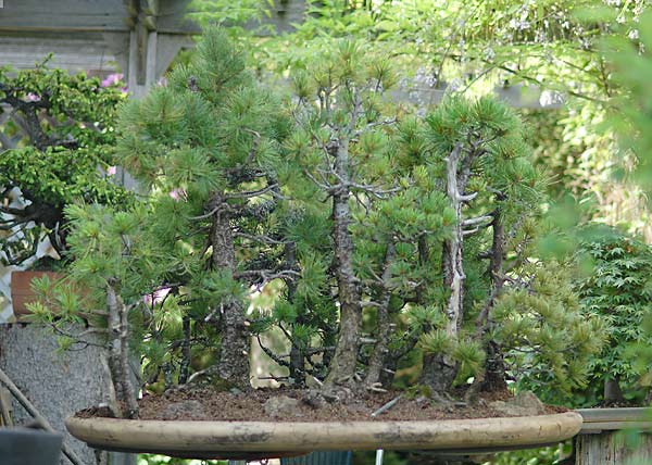 Sieht schon ganz ordentlich aus. Jetzt noch einige Feinarbeiten. Der ganz grosse Baum könnte höher sein, also wird er angehoben und vier Zentimerter Substrat drunter geschoben.