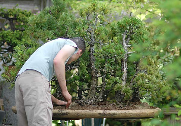 Das Substrat muss ganz leicht sein, durchlässig  und leicht sauer. Leicht, weil der Wald von zwei bis vier Personen getragen werden sollte. Sauer, weil das Zirben gerne haben.Also haben wir Bims genommen und mit etwa 30 % grobem Torf vermischt.