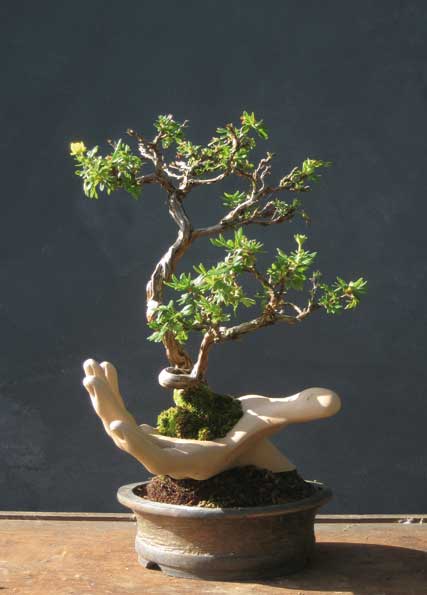 potentilla.jpg