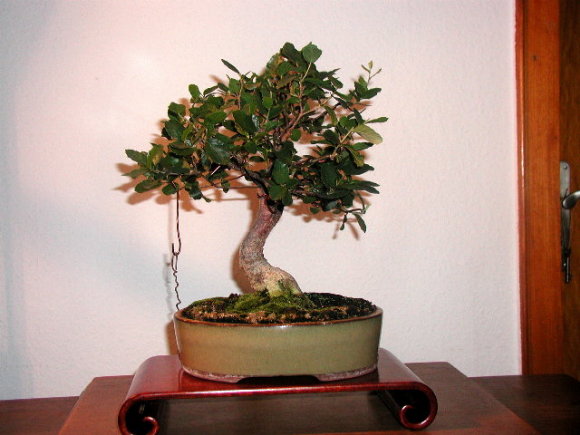 Kleine Korkeiche, fotografiert im September 2005