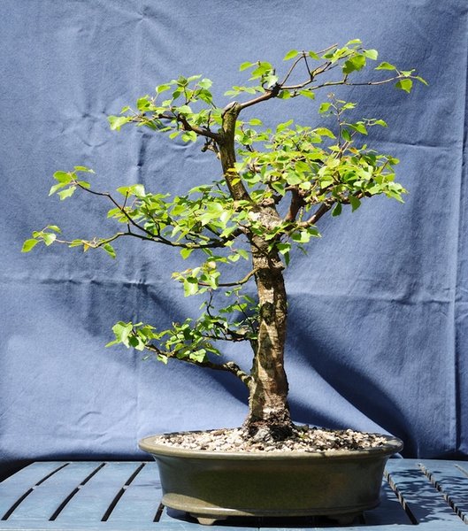Höhe nach Rückschnitt 52 cm