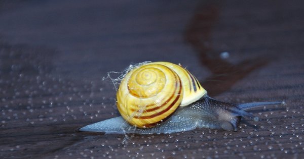 DSC_0965.jpg