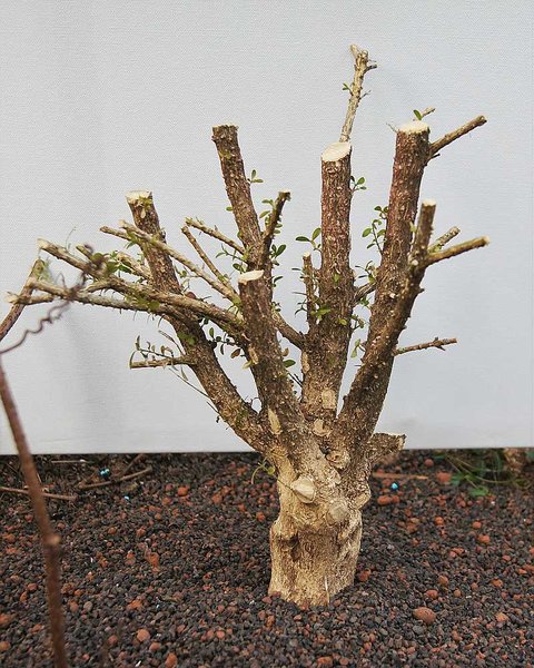 comp_Buchs 1 140317.jpg
