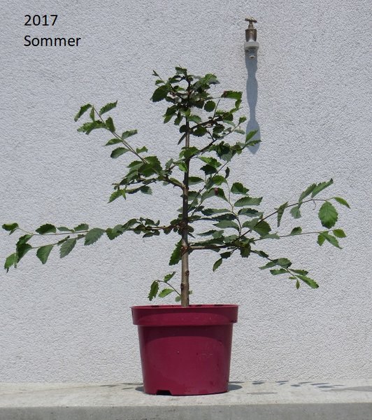 Ulme-1.2.JPG