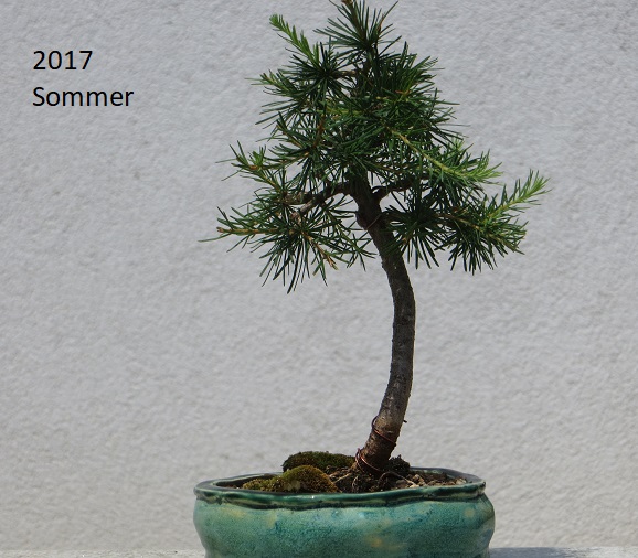 Lärche-1.3.JPG
