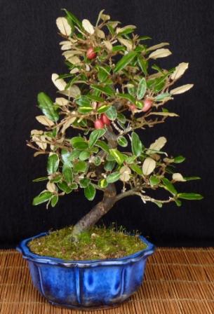 Eleagnus var. 1.jpg