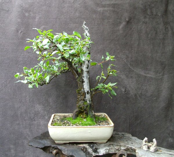 Höhe 50 cm