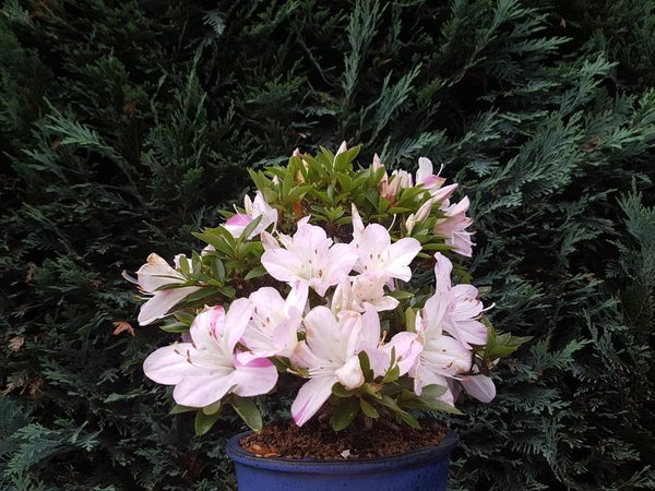 20170625_200836.jpg