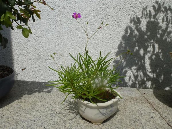 Chiemgau Kaktus (1).JPG