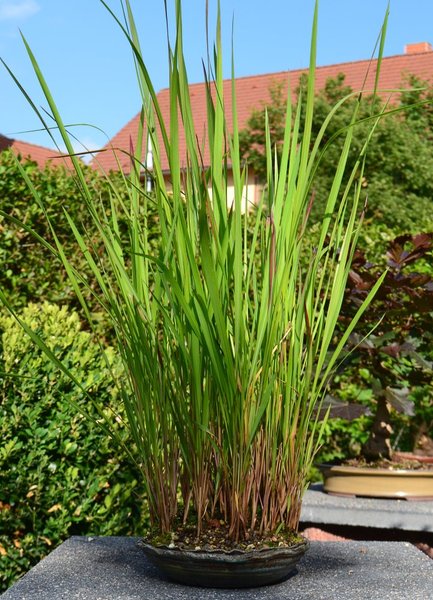 Imperata cylindrica ´Red Baron`.jpg