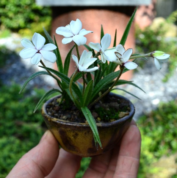 Rhodohypoxis baurii ´Pictus`.jpg
