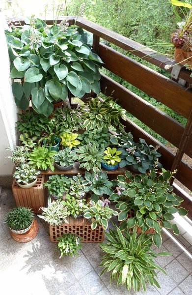 Hosta-Treppchen Ende Juni 2017