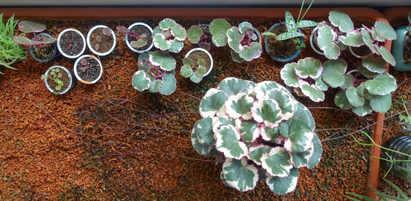 Saxifraga stolonifera 'Tricolor' - Mutterpflanze und ihre Kinder