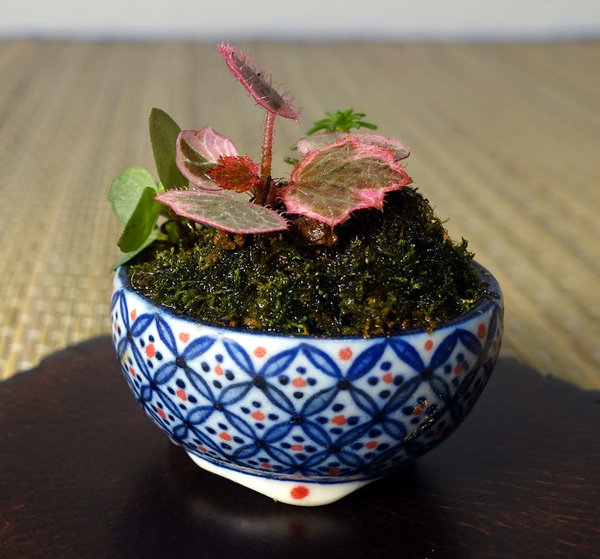 hier haben Steinbrech, blauer Bubikopf, Sedum und Moos platz gefunden<br />Porzellan-Schälchen aus Japan 3,5 x 2 cm