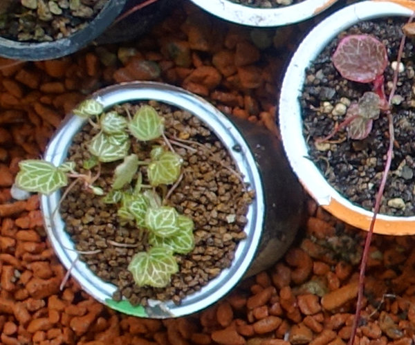 Saxifraga cuscutaeformis (Dwarf Strawberry Begonia)