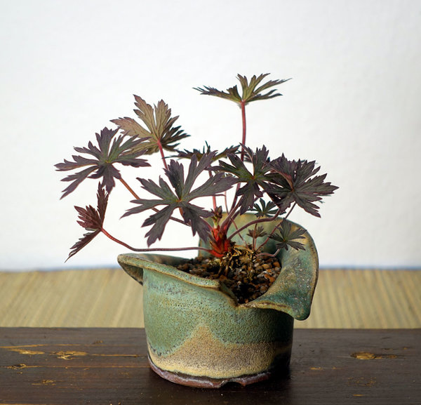 Geranium 'Black Beauty'<br />Schale HH