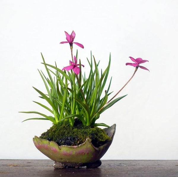 Grassternchen Rhodohypoxis