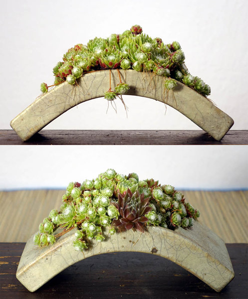 Hauswurz Sempervivum<br />Schale Erwin Grzesinski