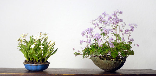 Rhodo und Zwerg-Wiesenraute