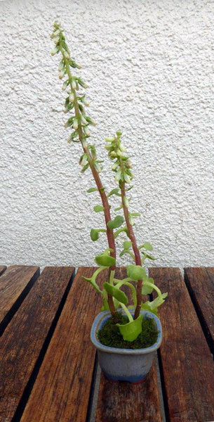 bei der BCD-Ausstellung in Hameln 2017 hat sich das Rätsel gelüftet: es handelt sich um Felsen-Nabelkraut (Umbilicus rupestris)