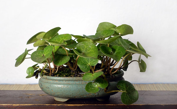 Haselwurz Asarum europaeum