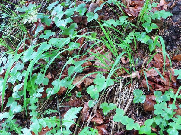 Hepatica.jpg