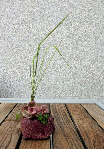 Gras mit Sax. Tricolor