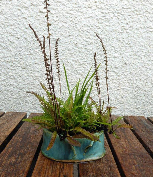 Rippenfarn Blechnum mit Zwergkalmus<br />man beachte die zweierlei Wedel, die Sporen tragenden Wedel wirken wie Blütenstände