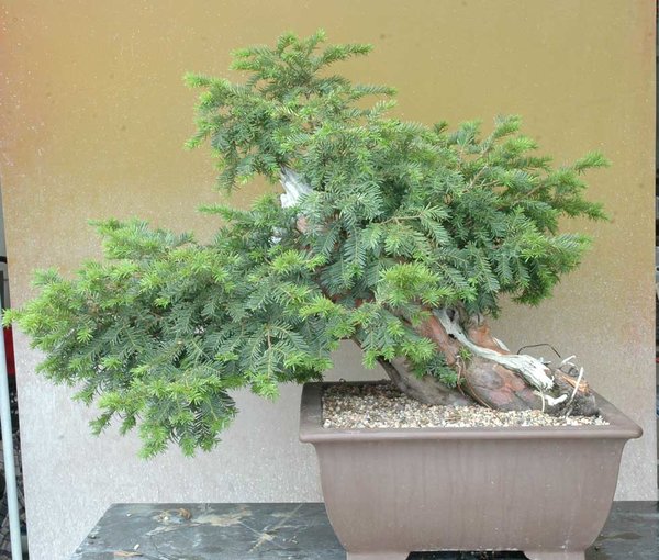 Eibenklotz0717A.jpg