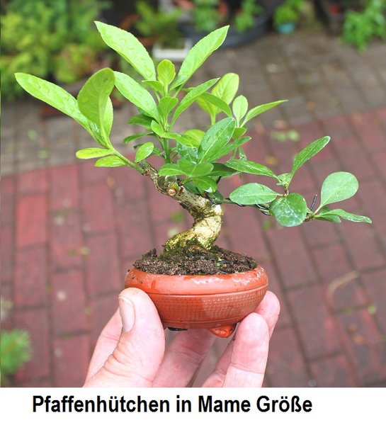 Pfaffenhütchen 2017.JPG