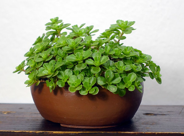 Sedum spurium
