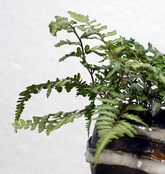 Athyrium niponicum01_2017-02small.jpg
